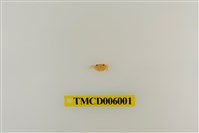 藏品(拉氏清溪蟹)的圖片